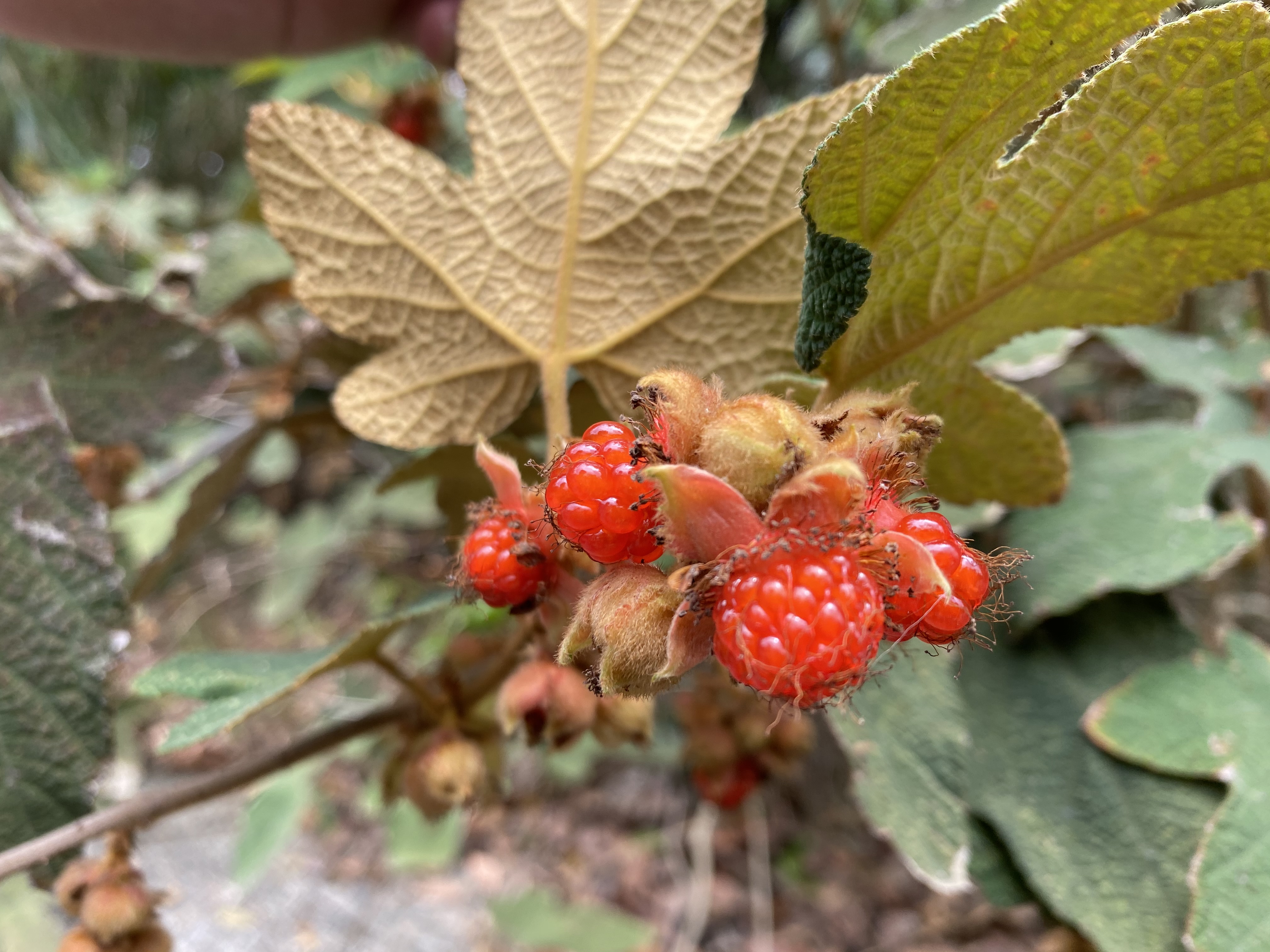 Learning Chinese Medicine in the Countryside